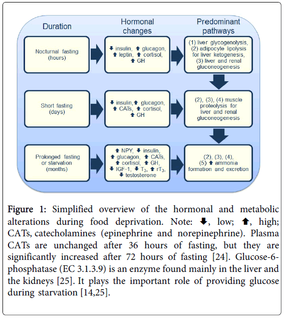 Metabolism During Fasting And Starvation Understanding The Basics To Glimpse New Boundaries