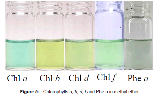 physical-chemistry-biophysics-chlorophylls-Phe