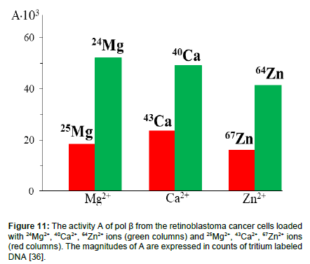 magnetic control of the dna synthesis by nuclear magnetic ions of mg mg chemistry