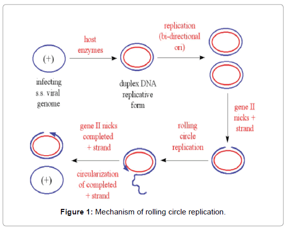 mechanisms of plasmid replication omics international