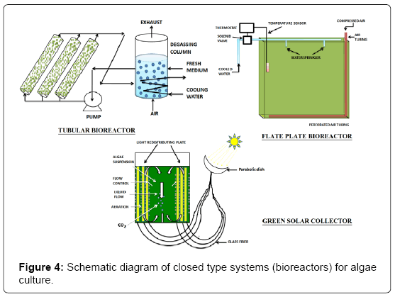 Algae Biofuels 101: Chapter 2-The 8 best Algae Strains to Start With and Where To Get Them