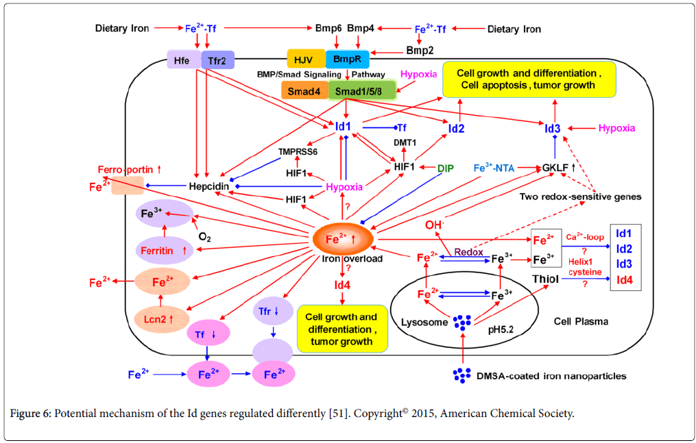 toxicology-Potential-mechanism