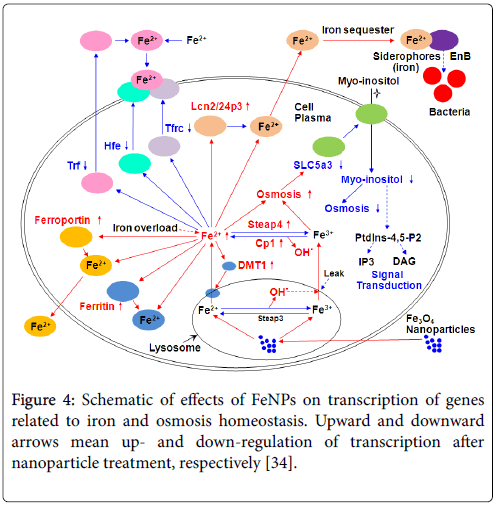 toxicology-iron-pathway