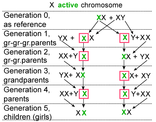 Xy Chromosome Chart